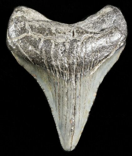Juvenile Megalodon Tooth - South Carolina #45853